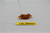 藏品(雙扇股窗蟹)的圖片